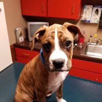 Zumbrota Veterinary Clinic ico