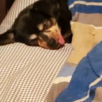 Willmar Pet Hospital ico