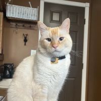 Dallas Animal Clinic ico
