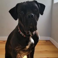 Polk Veterinary Clinic ico