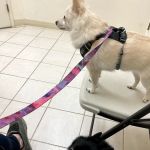 Orchard Animal Hospital