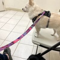Orchard Animal Hospital ico