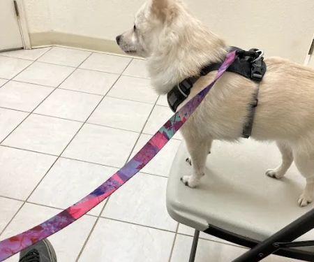 Orchard Animal Hospital