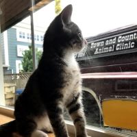Town & Country Animal Clinic ico