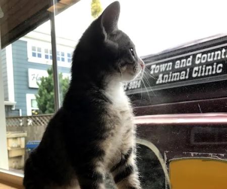Town & Country Animal Clinic