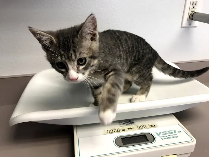 Town & Country Animal Clinic Picture 3