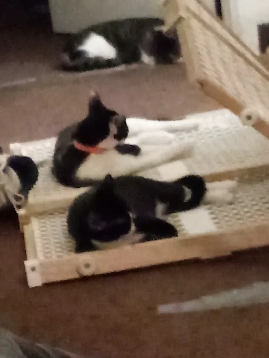 Town & Country Animal Clinic Picture 9