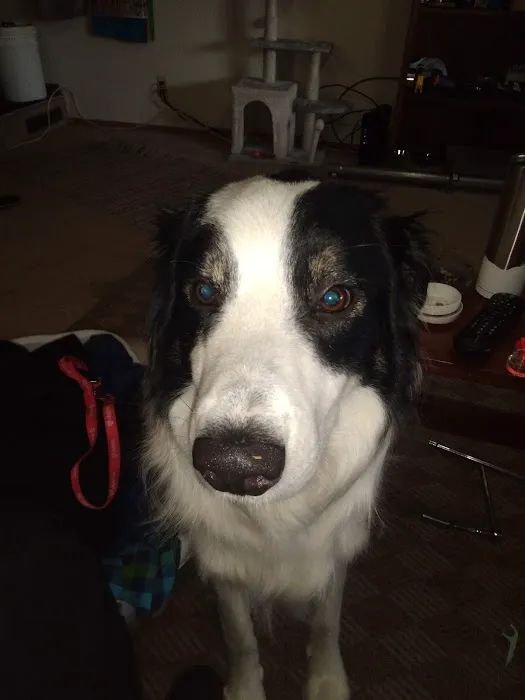 Town & Country Animal Clinic Picture 10