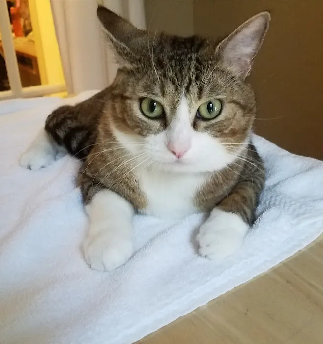 Corvallis Cat Care Veterinary Hospital For Cats Picture 1