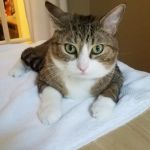 Corvallis Cat Care Veterinary Hospital For Cats