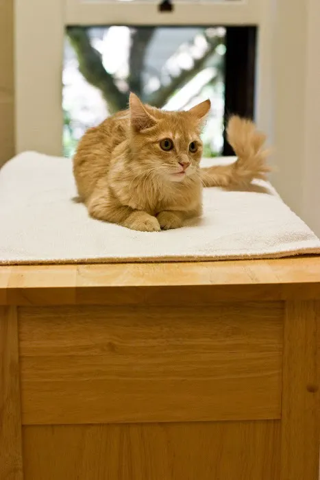 Corvallis Cat Care Veterinary Hospital For Cats Picture 9