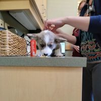 Countryside Animal Clinic ico