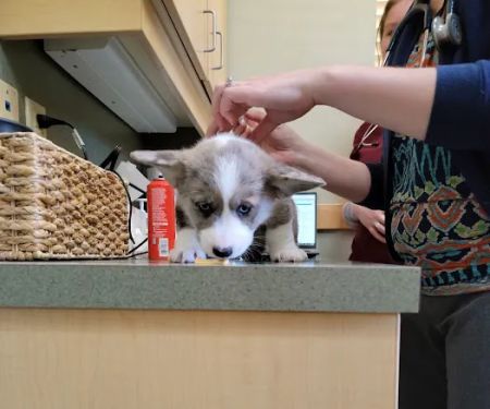 Countryside Animal Clinic