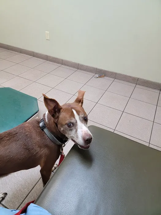 Countryside Animal Clinic Picture 2