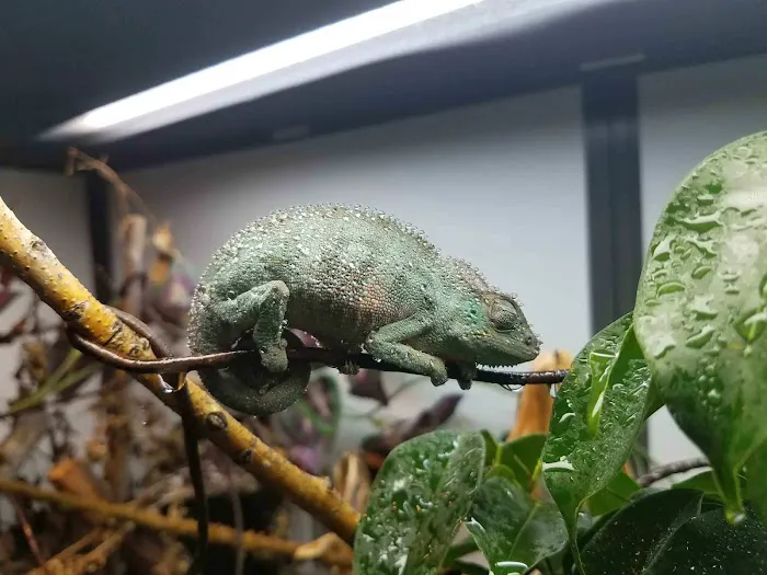 Aspen Companion & Exotics Animal Clinic Picture 3