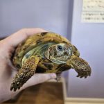 Aspen Companion & Exotics Animal Clinic