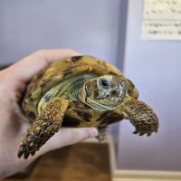 Aspen Companion & Exotics Animal Clinic ico