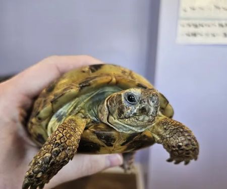Aspen Companion & Exotics Animal Clinic
