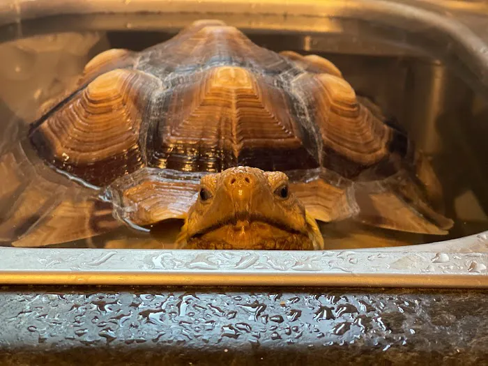 Aspen Companion & Exotics Animal Clinic Picture 4