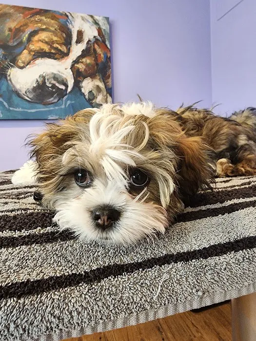 Aspen Companion & Exotics Animal Clinic Picture 2