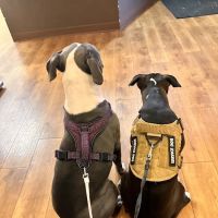 North Shore Animal Hospital ico