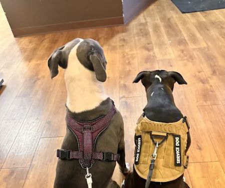 North Shore Animal Hospital