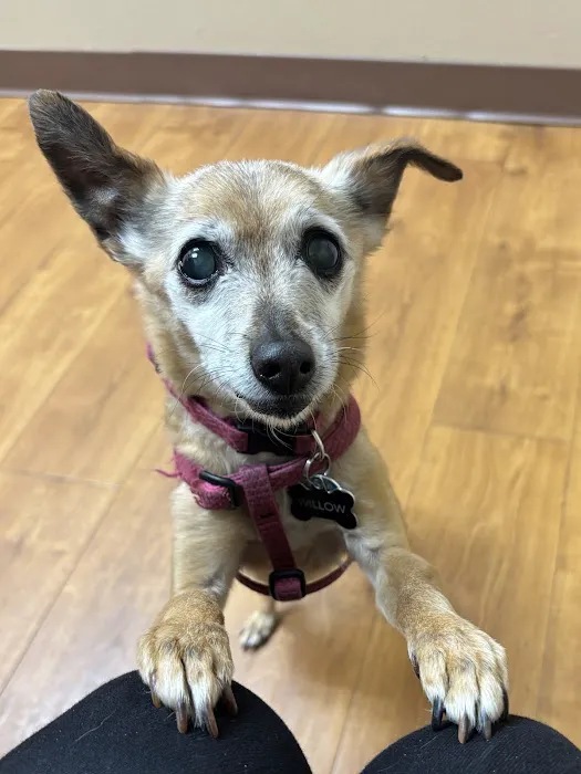 North Shore Animal Hospital Picture 5