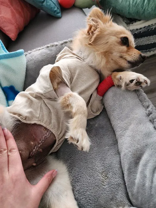 North Shore Animal Hospital Picture 6