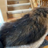 Pets in Motion Mobile Acupuncture ico