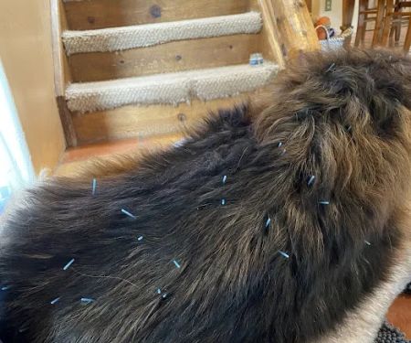 Pets in Motion Mobile Acupuncture