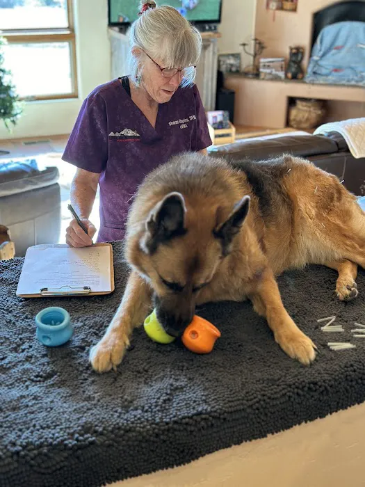 Pets in Motion Mobile Acupuncture Picture 7