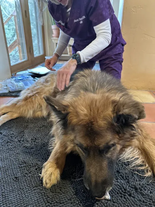 Pets in Motion Mobile Acupuncture Picture 4