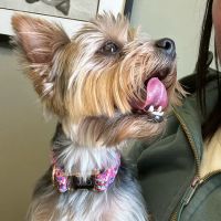 Worthington Animal Clinic ico