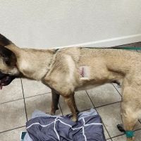 West Ridge Animal Hospital ico