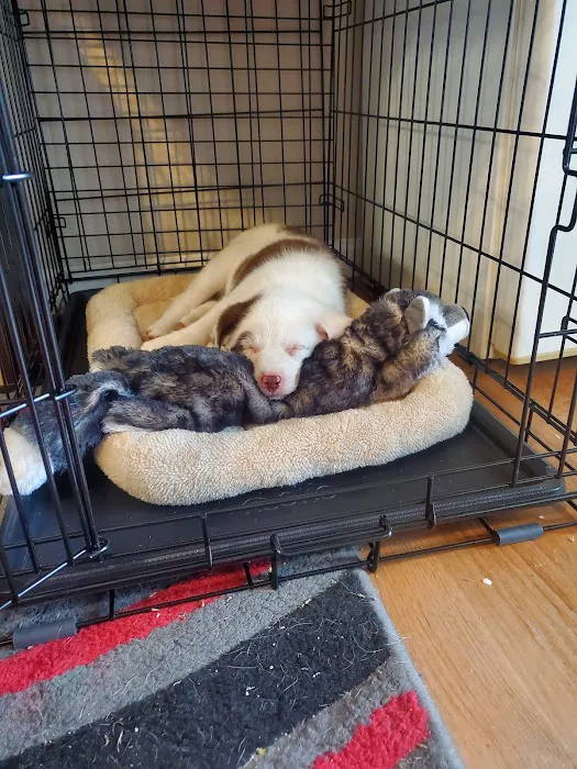 West Ridge Animal Hospital Picture 5