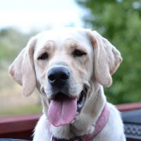 St. Michaels Companion Animal Hospital ico