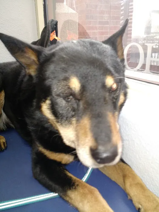 St. Michaels Companion Animal Hospital Picture 10
