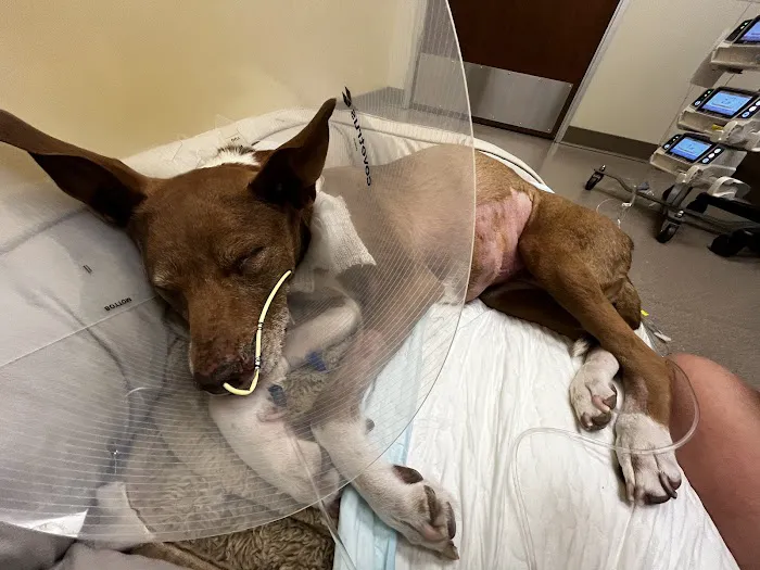 Four Seasons Veterinary Specialists Picture 6