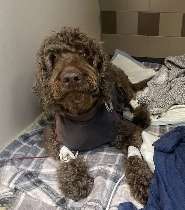 Four Seasons Veterinary Specialists Picture 4