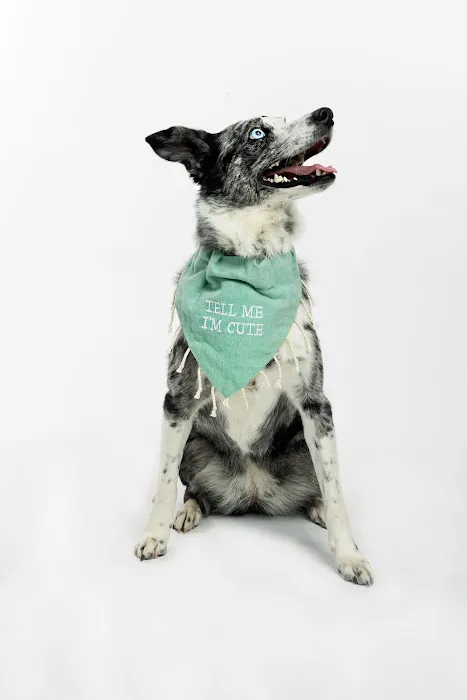 The Meadows Veterinary Center Picture 3