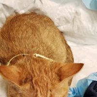 Royal Vista Veterinary Specialists ico