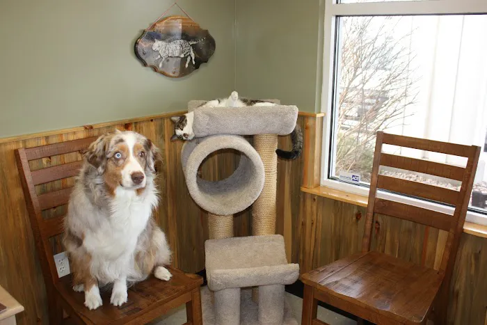 The Vets Animal Hospital Picture 5