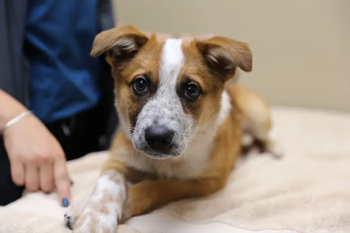 The Vets Animal Hospital Picture 1