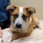 The Vets Animal Hospital