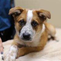 The Vets Animal Hospital ico