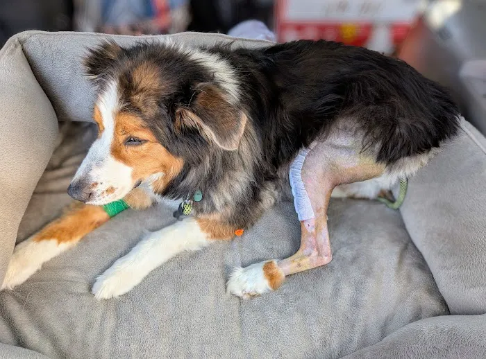 Mountainwood Pet Hospital Picture 3