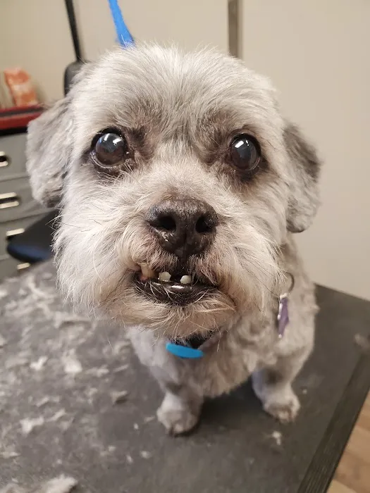 Mountainwood Pet Hospital Picture 1