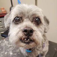 Mountainwood Pet Hospital ico