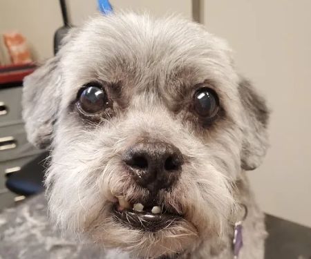 Mountainwood Pet Hospital