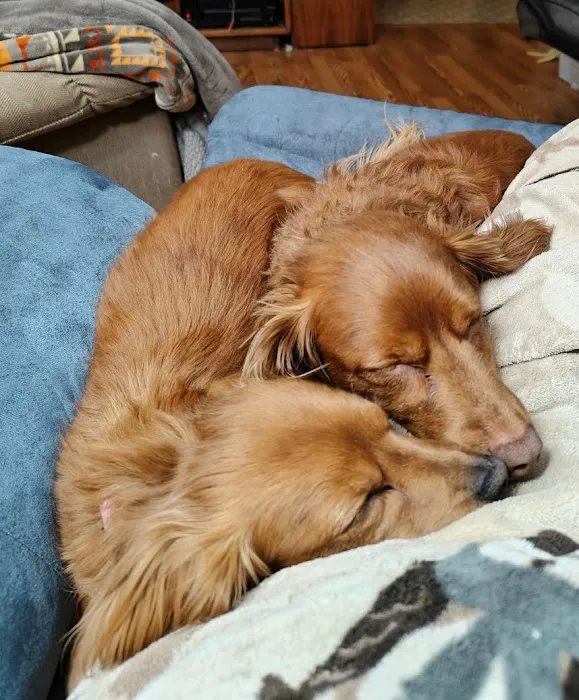 Mountainwood Pet Hospital Picture 7
